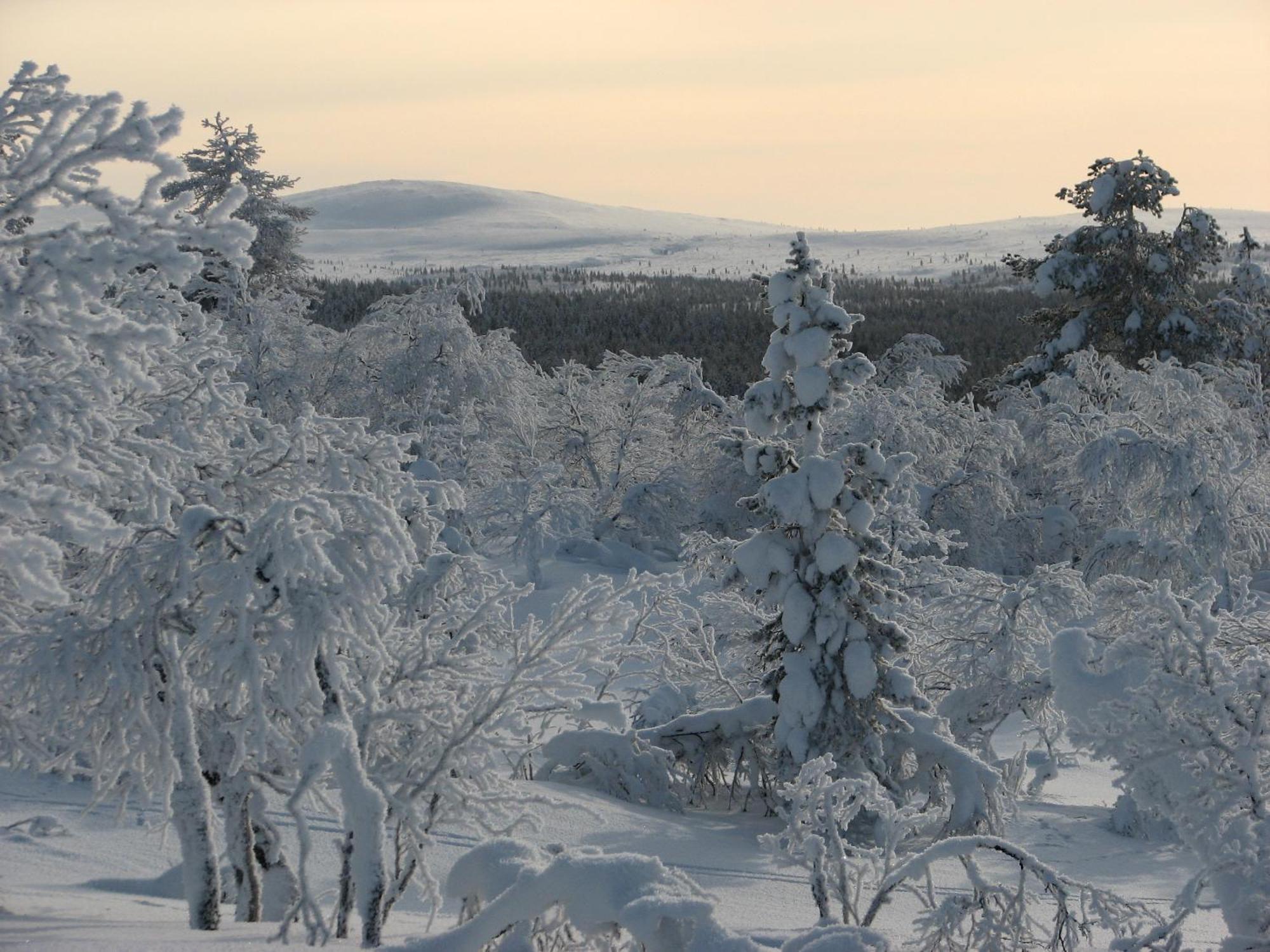 Saariselaen Marjamajat Villa Saariselkä Exteriör bild