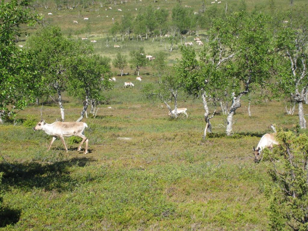 Saariselaen Marjamajat Villa Saariselkä Exteriör bild